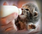 Чем кормить котенка? Чем кормить котенка?