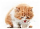 Кошки, которые мало пьют, чем это грозит и что с этим делать…